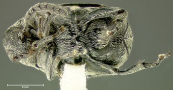 Media type: image;   Entomology 25061 Aspect: habitus ventral view